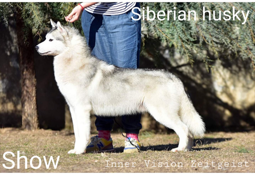 Siberian husky - showtyp